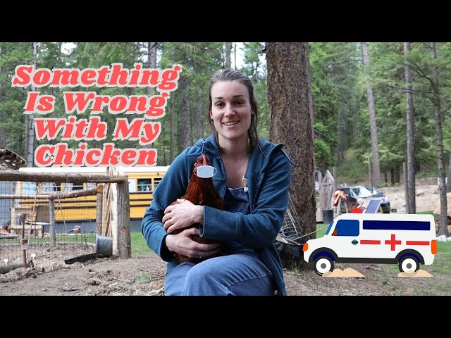 Something Is Wrong With My Chicken | Dealing With An Impacted Crop