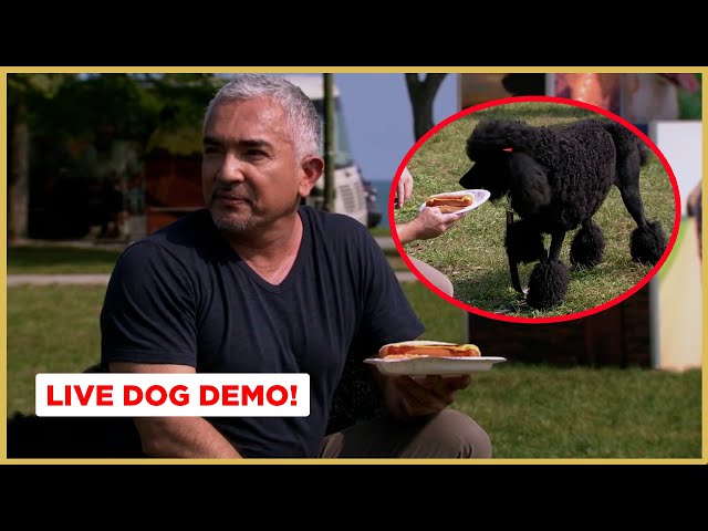 How To Stop Your Dog From Stealing Food! (Live Dog Demo)