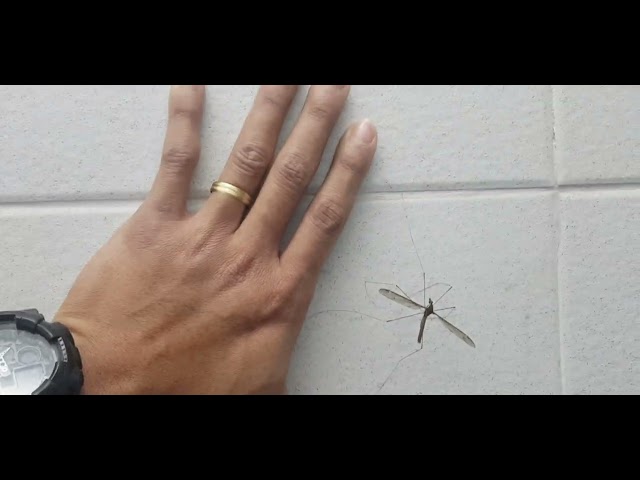 Huge Mosquito