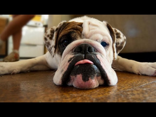 Funny Bulldog Compilation - Bulldogs Are Awesome!