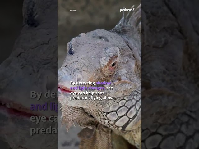 Why do iguanas have three eyes? | #shorts #yahooaustralia