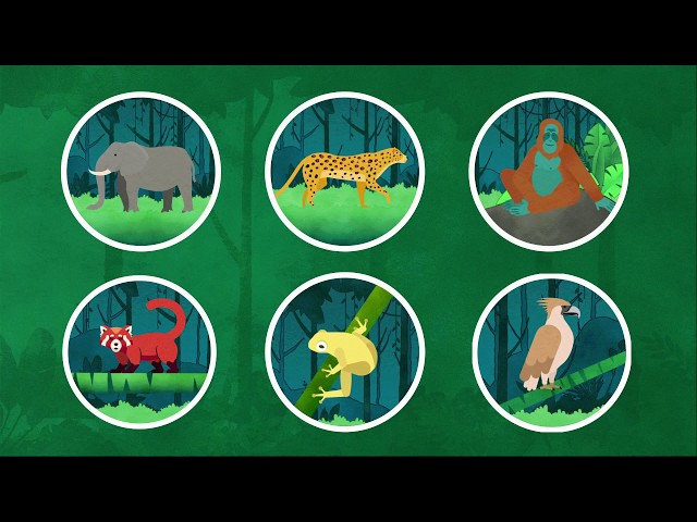 Why the Rainforest Is Important to All of Us