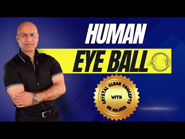 Anatomy of The Human Eye Ball | Structure & Function | Cornea & Sclera