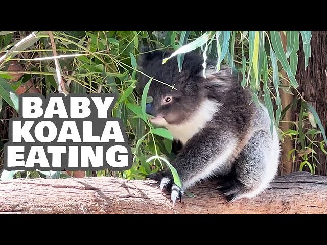 Cute Baby Koala Eating Two Feet From Me - Rare Sight