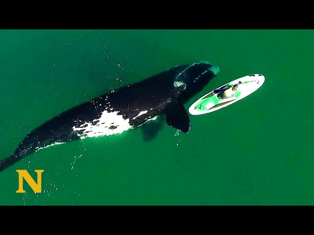 Giant Whale Approaches Unsuspecting Paddle Boarder