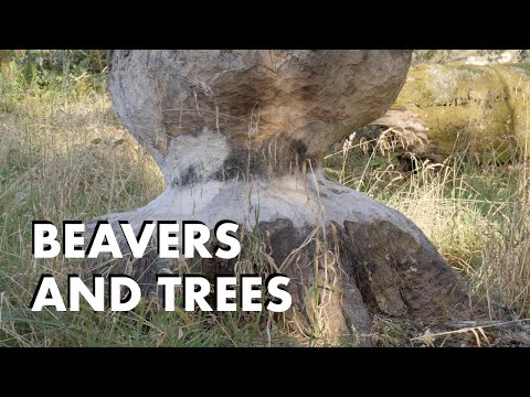 Beavers and Trees