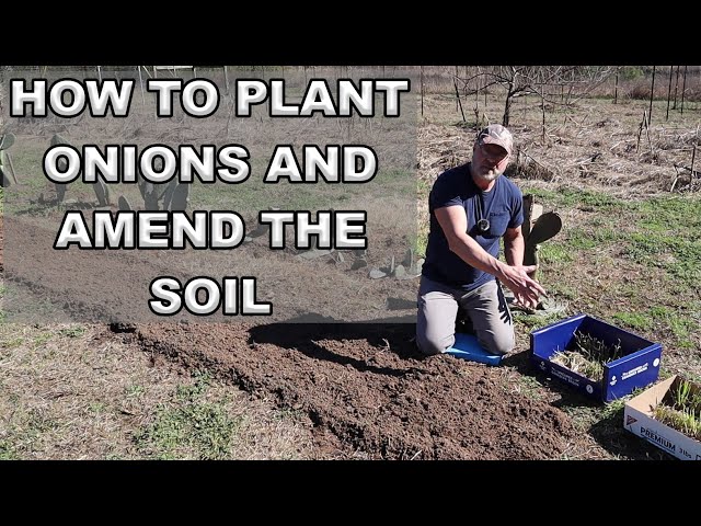 How To Plant Onions And Amend The Soil