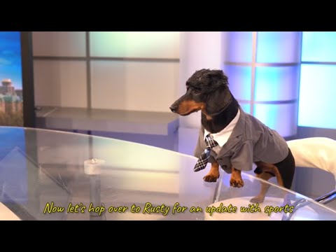 Ep 9: ANCHORDOG - Funny News Dog Video