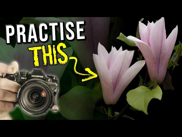 Flower Photography | shoot Perfect Petals with these techniques