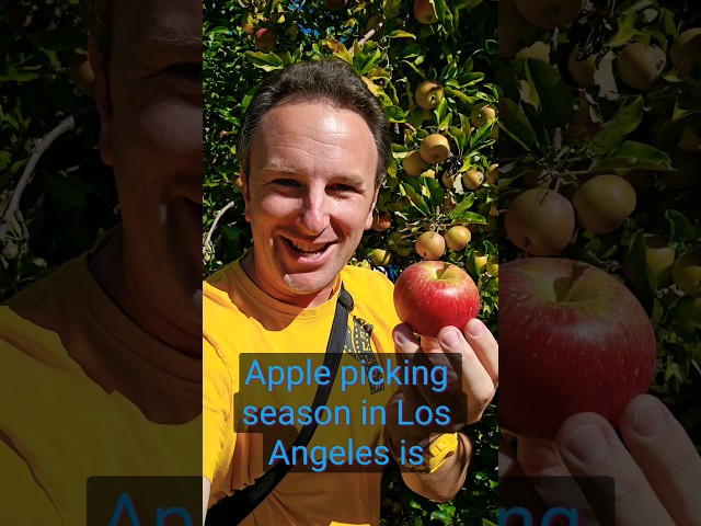 🍎 Apple Picking Season is here! 🍎