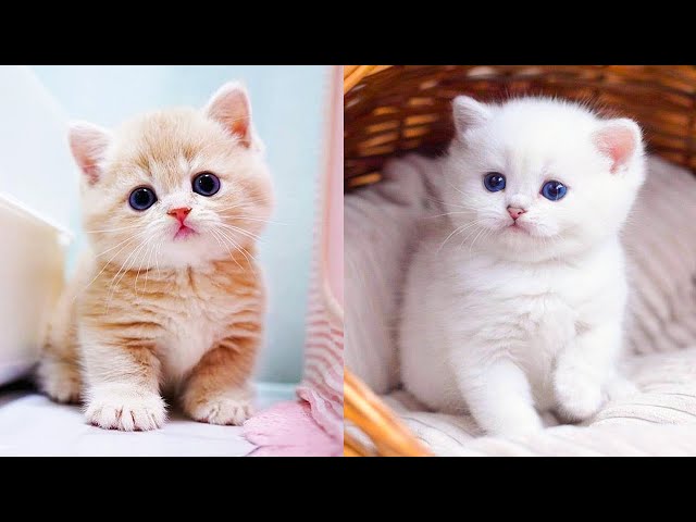 Baby Cats - Cute and Funny Cat Videos Compilation #65 | Aww Animals