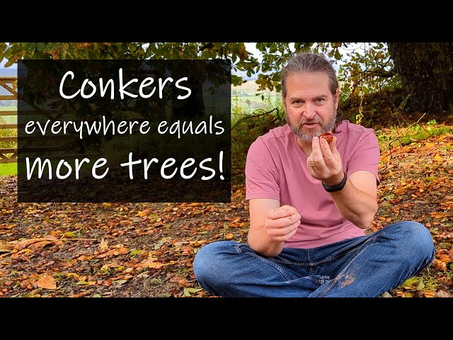 Simple way to germinate horse chestnut conkers to grow more trees!
