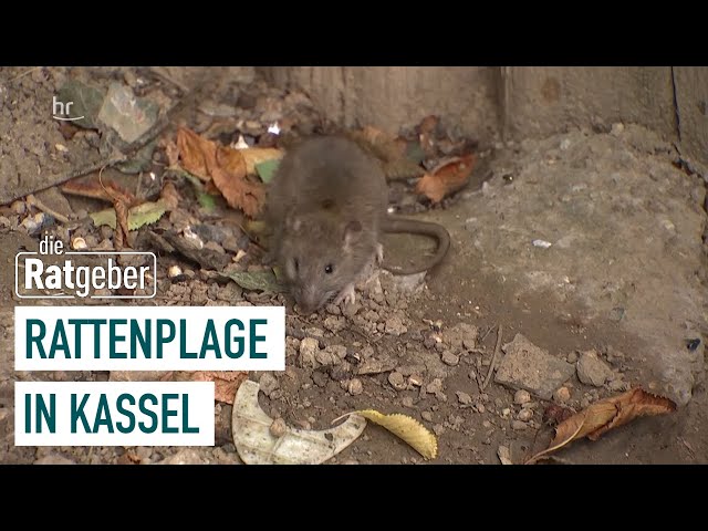 Rattenprobleme in Stadtteilen von Kassel I Die Ratgeber