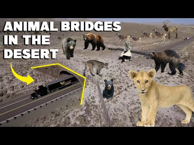 How Wildlife Crossings Protect Both Animals And People!