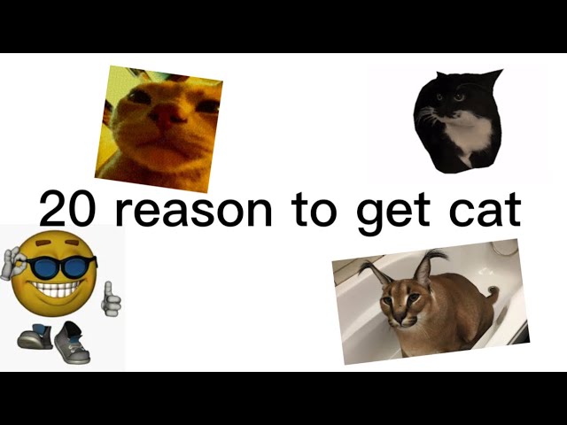 20 reasons to get cat