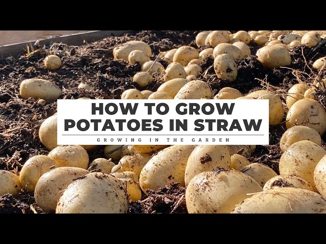 How to Grow POTATOES in STRAW: Growing in the Garden