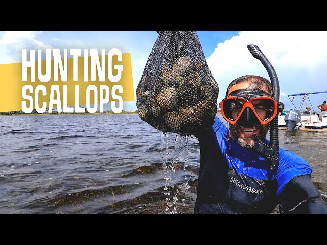 Successful Scalloping Do's and Don'ts