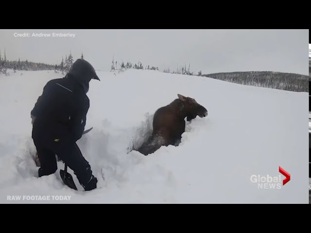 Moose buried neck deep in snow rescued by Canadian snowmobilers
