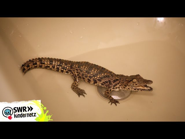 Krokodilitis (Krokodile) | OLI's Wilde Welt | SWR Kindernetz