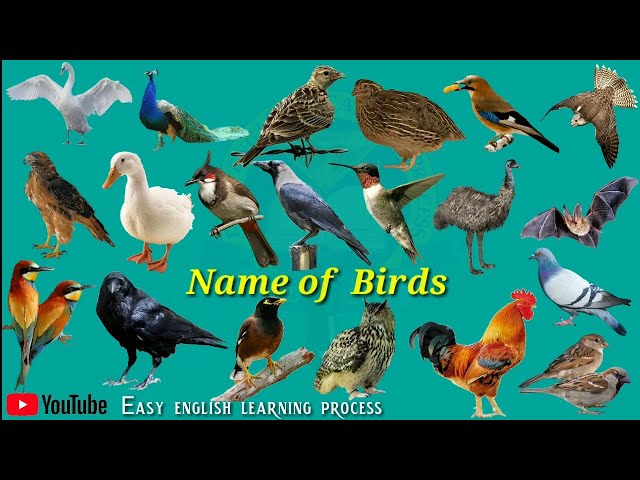 Name of Birds |Birds Name Hindi & English language |Birds name english| Birds Name And Sound | Birds