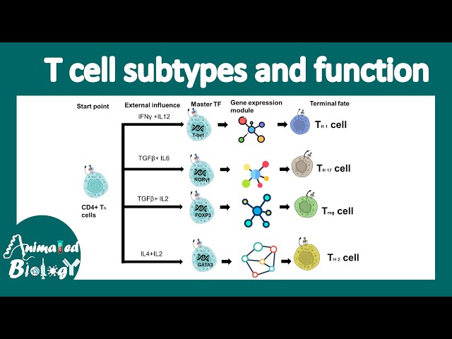 T cell subtypes | Th1, Th2, Treg, Th17 | Cytotoxic T cells | exhausted T cells