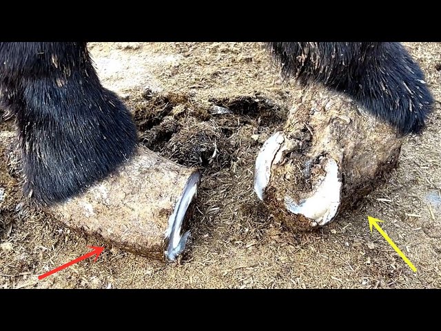 The donkey was tortured by the hoof and its left foot became disabled! What a lazy breeder！