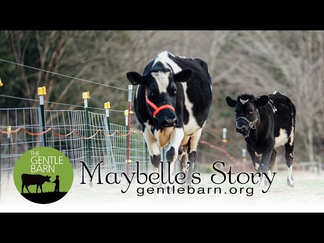 Maybelle's Story