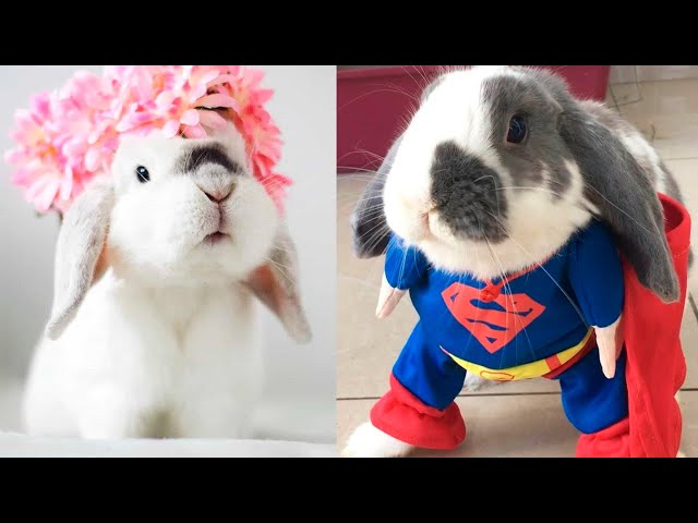 The Most FAMOUS BUNNIES On The Internet 🐰🐇