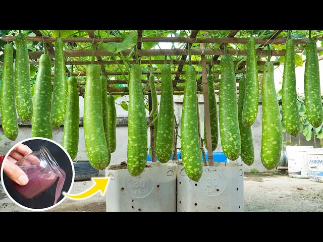 3 secrets to growing gourds at home for farmers, lots of fruit without a garden