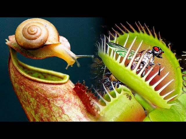 The Most TERRIFYING CARNIVOROUS PLANTS 😱