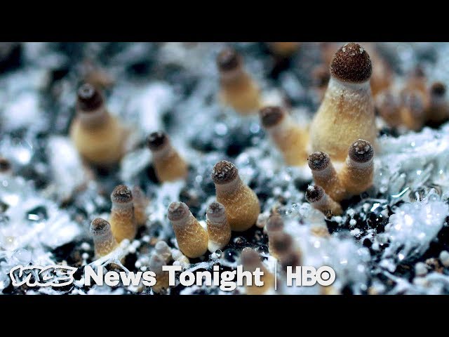 How Denver Decriminalized Magic Mushrooms (HBO)