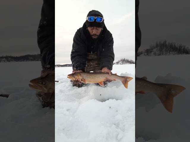 Fishing tied jigs for trout and char. #fishing #fyp #fishinglife #icefishing #troutfishing #viral