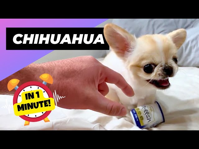 Chihuahua 👹 Tiny Devil or Sweetheart? | 1 Minute Animals