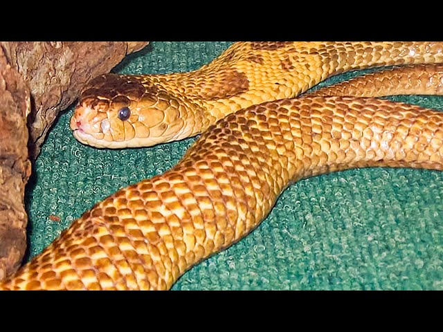 Scariest Snake Encounters Caught on Camera