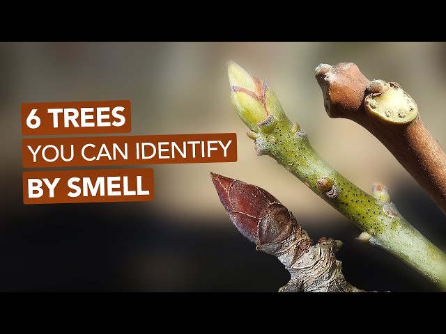 6 Trees You Can Easily Identify By Smell