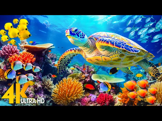 Ocean 4K - Sea Animals for Relaxation, Beautiful Coral Reef Fish in Aquarium - 4K Video Ultra HD #1