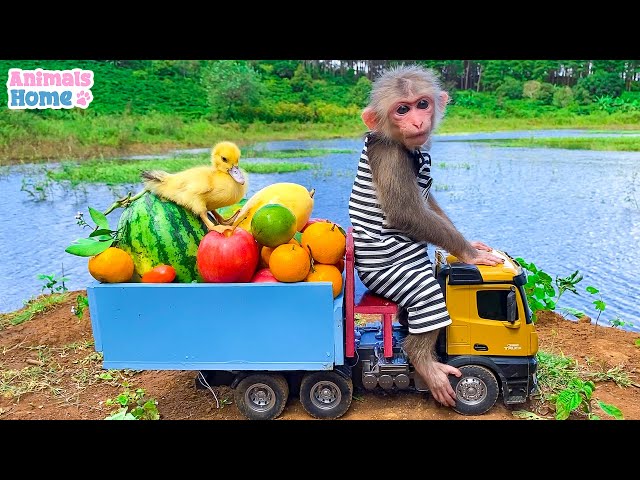 BiBi takes ducklings to pick fruits at the farm