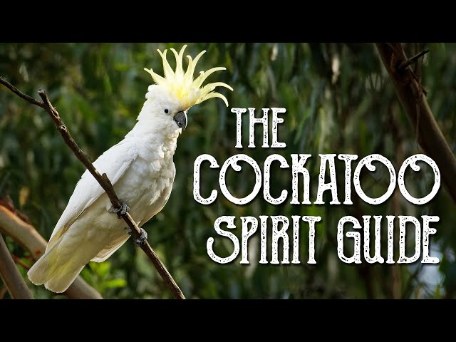 Cockatoo Spirit Guide - Ask the Spirit Guides Oracle, Totem Animal, Power Animal, Magical Crafting