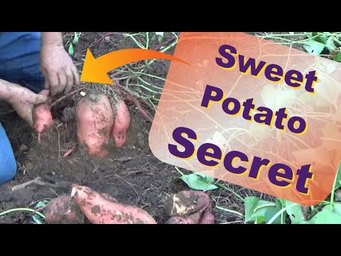 Sweet potatoes slips to harvest