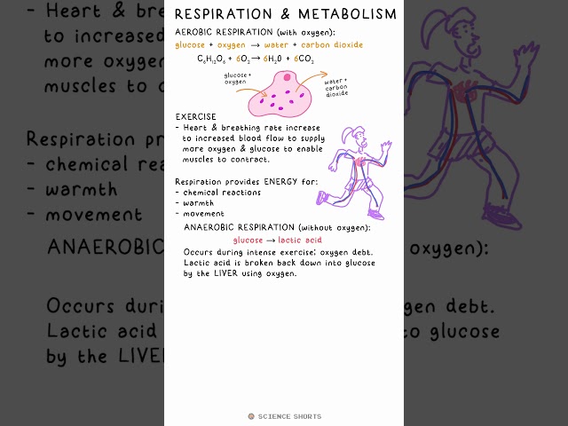 RESPIRATION & METABOLISM - Biology Science Revision (GCSE) #school #exams #aerobic #anaerobic