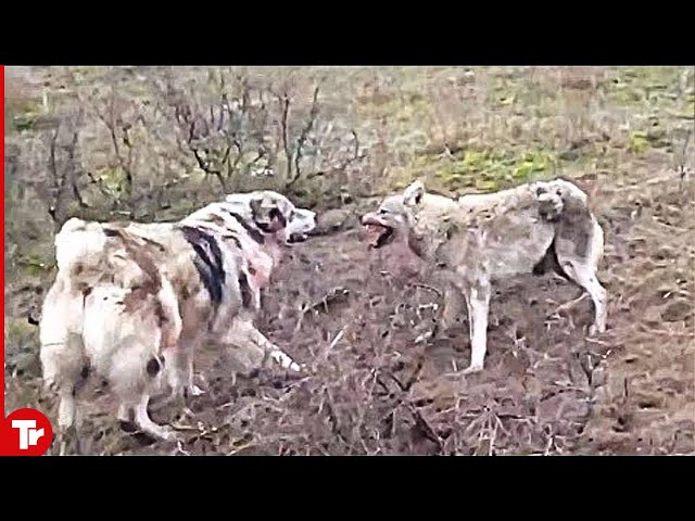 Top 15 Moments Wolves and Dogs Face Each Other