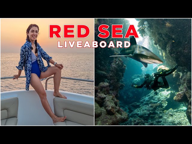 Diving with Sharks in the Red Sea | Our First Liveaboard in Egypt (Part 1)