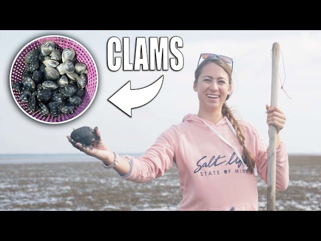 Giant Clams on a Mud Flat - How To Clamming