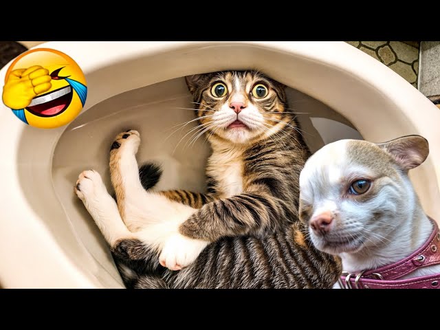 Ultimate Funny Cats and Dogs 😻🐶 Funniest Animals 😋 Part 17
