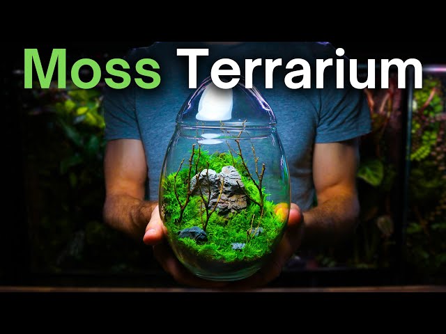 Creating a Moss Terrarium - Mossarium Tutorial
