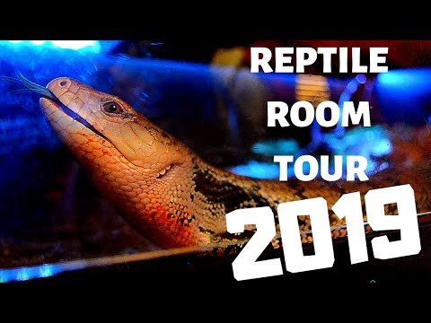 Reptile Room Tours