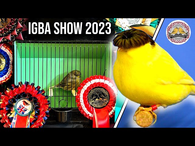 IGBA World Gloster Canary Show 2023