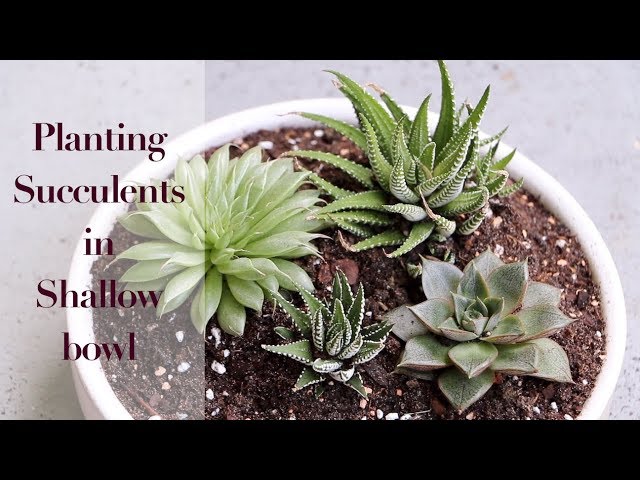 How To Plant and Group Succulents Together 🌿 || A girl with a garden
