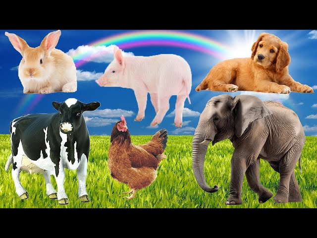 Heal emotions with animal sounds: dogs, cats, horses, cows, giraffes