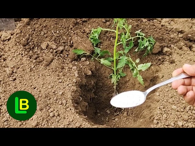 Never plant tomatoes without this. Large fruits and more tomatoes
